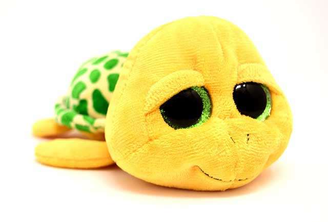 Glubschi-Schildkröte